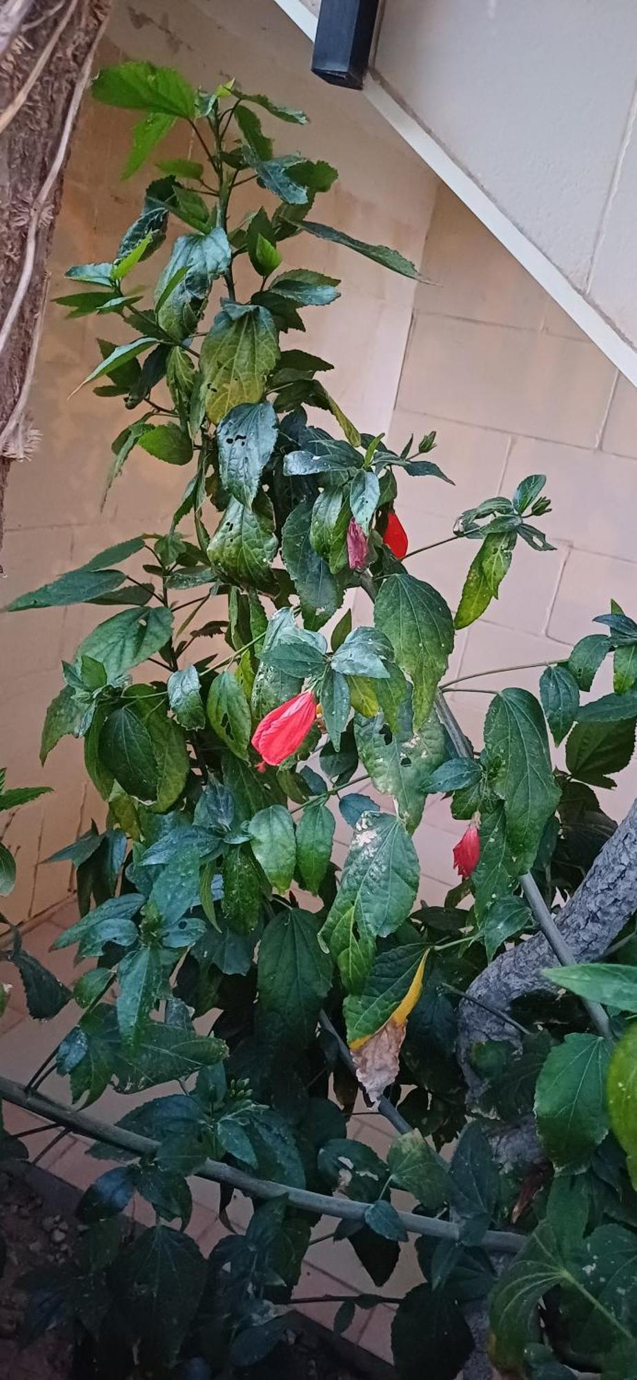 The Roof Garden Maisonette Marsaskala Dış mekan fotoğraf
